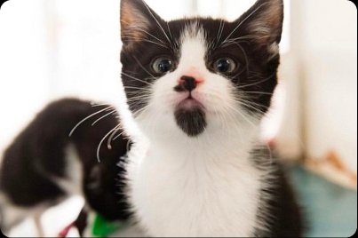 Friendly — kitten representing rounded, soft, approachable feel